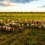 Straw pays for baled up brothers