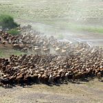 Poll Merinos in hot demand in Esperance