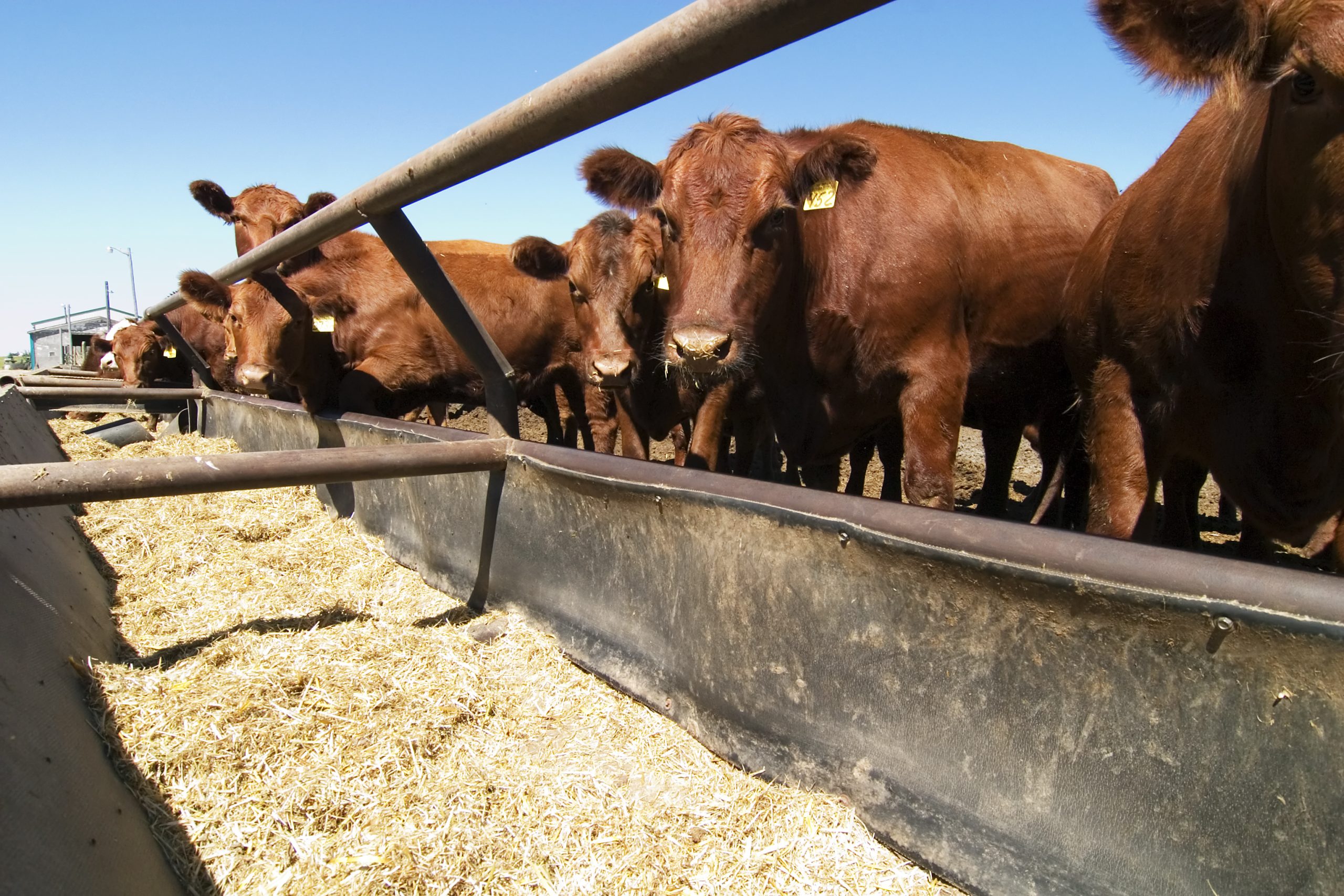 FDA approves two key cattle medications for use together