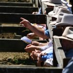 ‘Significant increase’ in demand for livestock finance