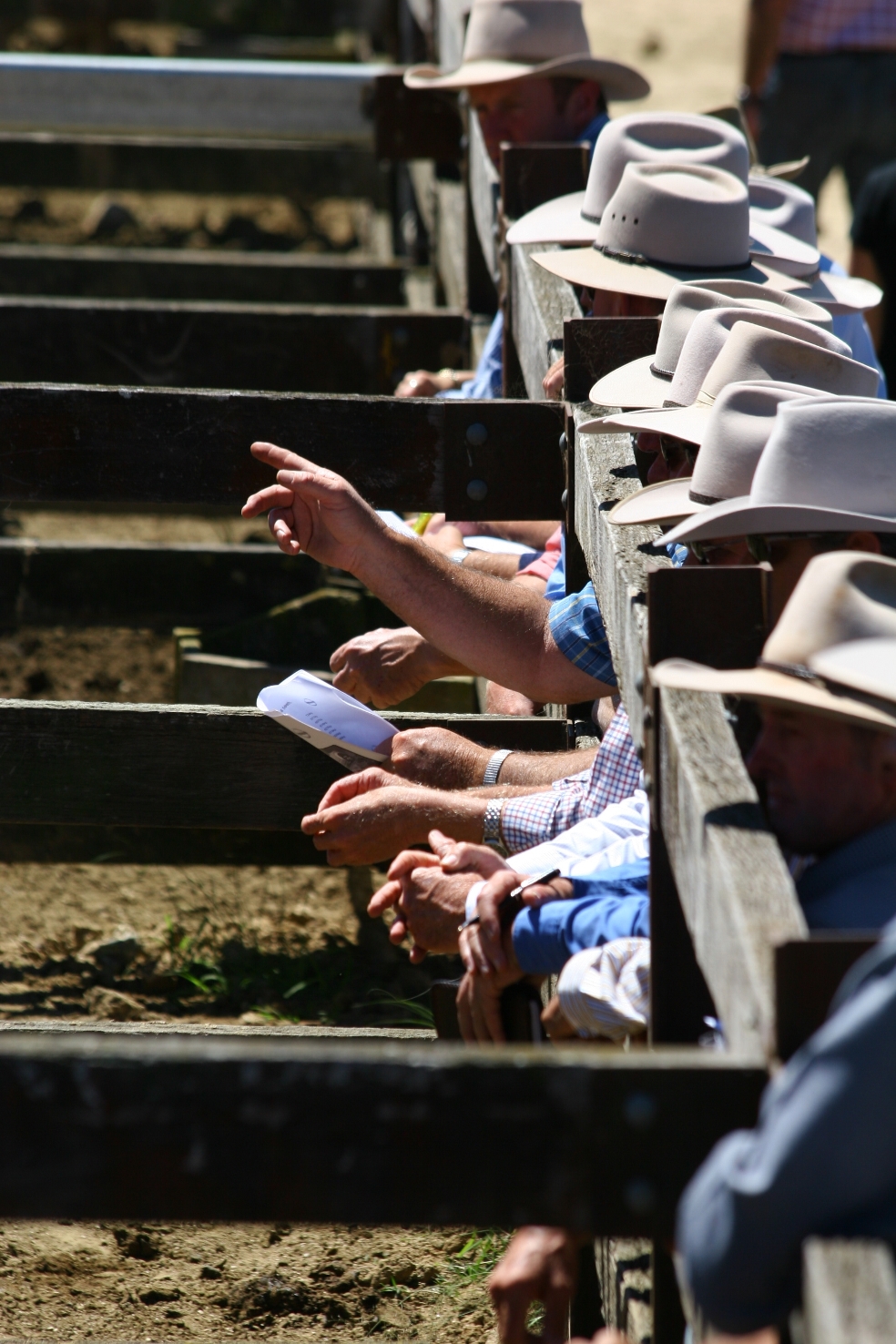 Rise of standalone livestock finance brings shift in market dynamics