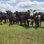 Axiota Animal Health hires new sales directors