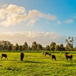 Opinion: Why Cattle Australia will not be a ‘rebadged’ Cattle Council