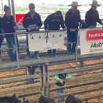 Millah Murrah sets whopping new stud sale average