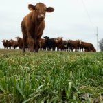 Recent rainfall across the east coast has helped and hindered grain producers | The Land