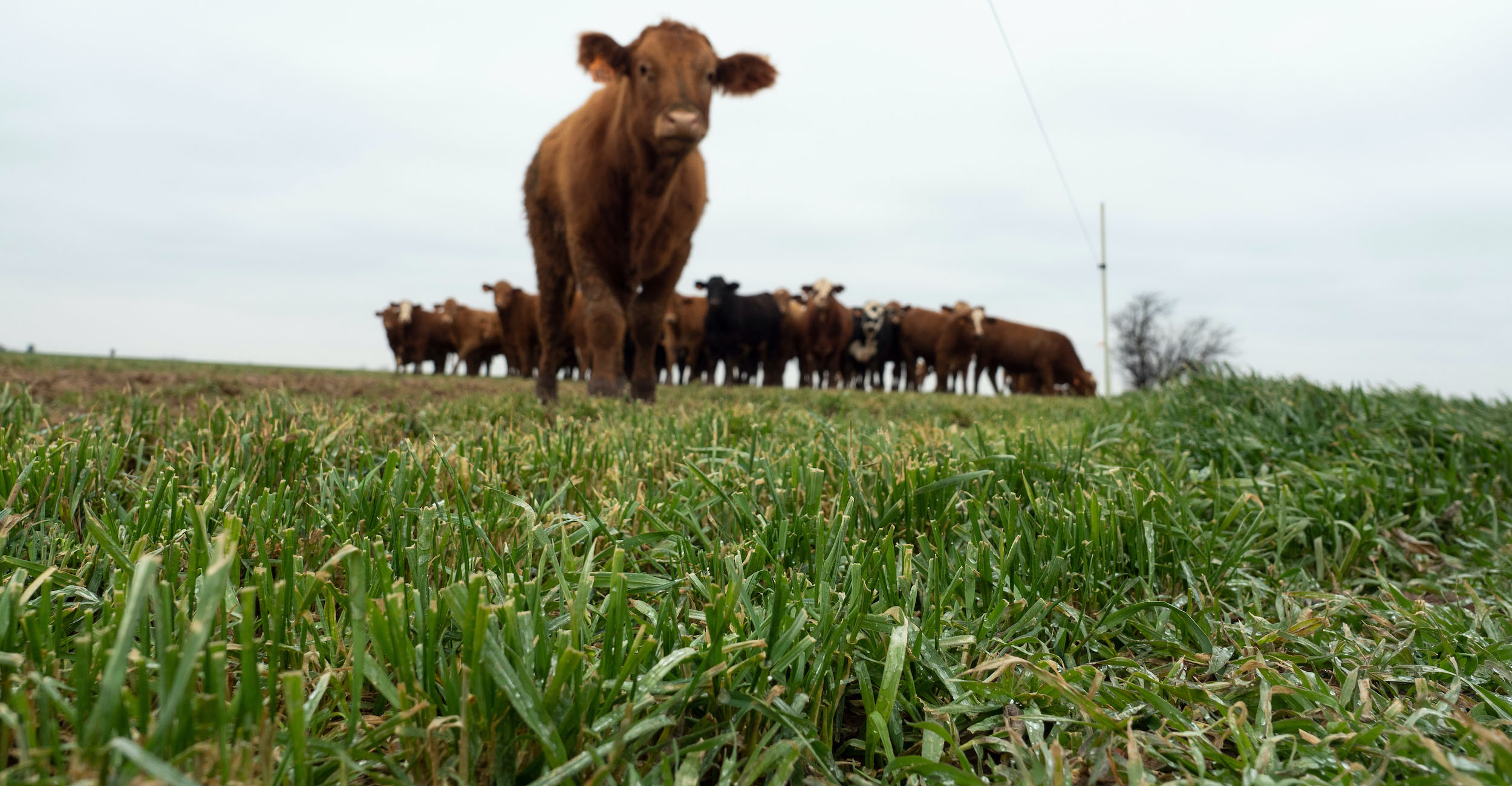 Wheat: To graze or grain?