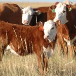 Proper pasture management can minimize impacts of drought