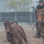 Ballatherie Merinos clear all 319 rams | The Land