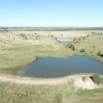 St Aubins heavy Charbray cows return $2,854/head at Emerald | Queensland Country Life