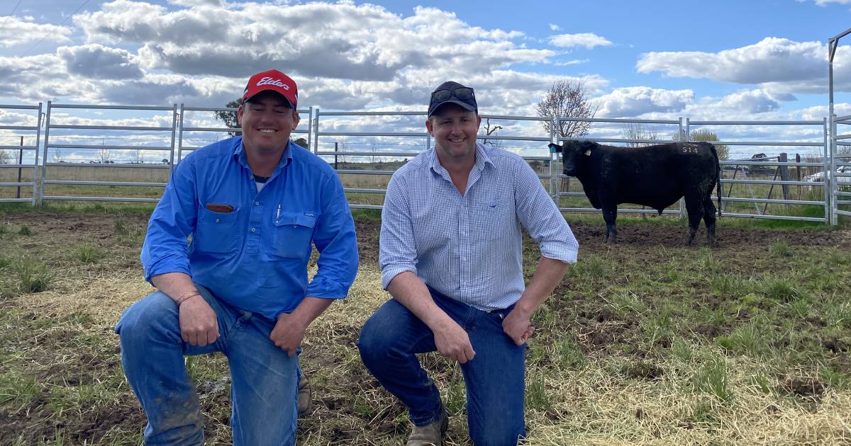 Springwaters Angus to $21,000 top, $15,550 average