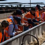 Strong push from local and repeat buyers at the 18th Annual Normanhurst Border Leicester sale