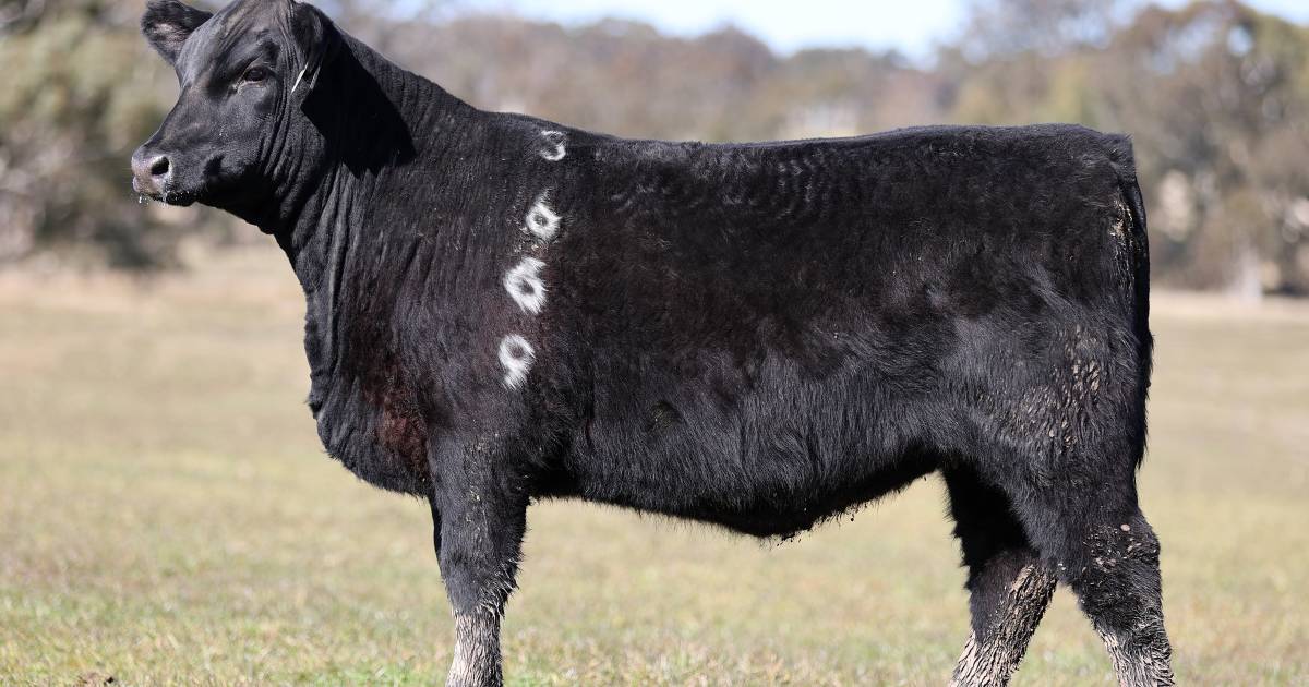 Angus female top and averages broken at Circle 8 | The Land