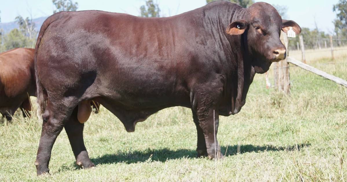 Cardona Jamar sale reaches $120,000 high | Queensland Country Life