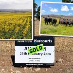 Speeding up cattle work in Victoria