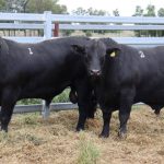 Blackall buyer snaps up top ram at Longreach Bungulla sale