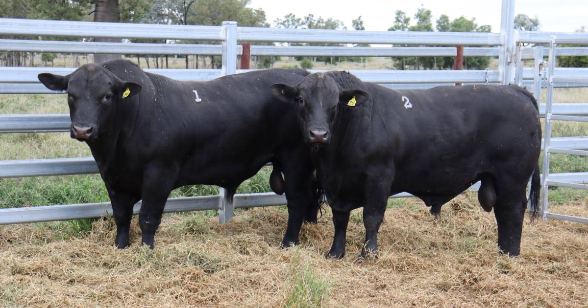 Average increases at Rolleston Santa Gertrudis and Angus sale