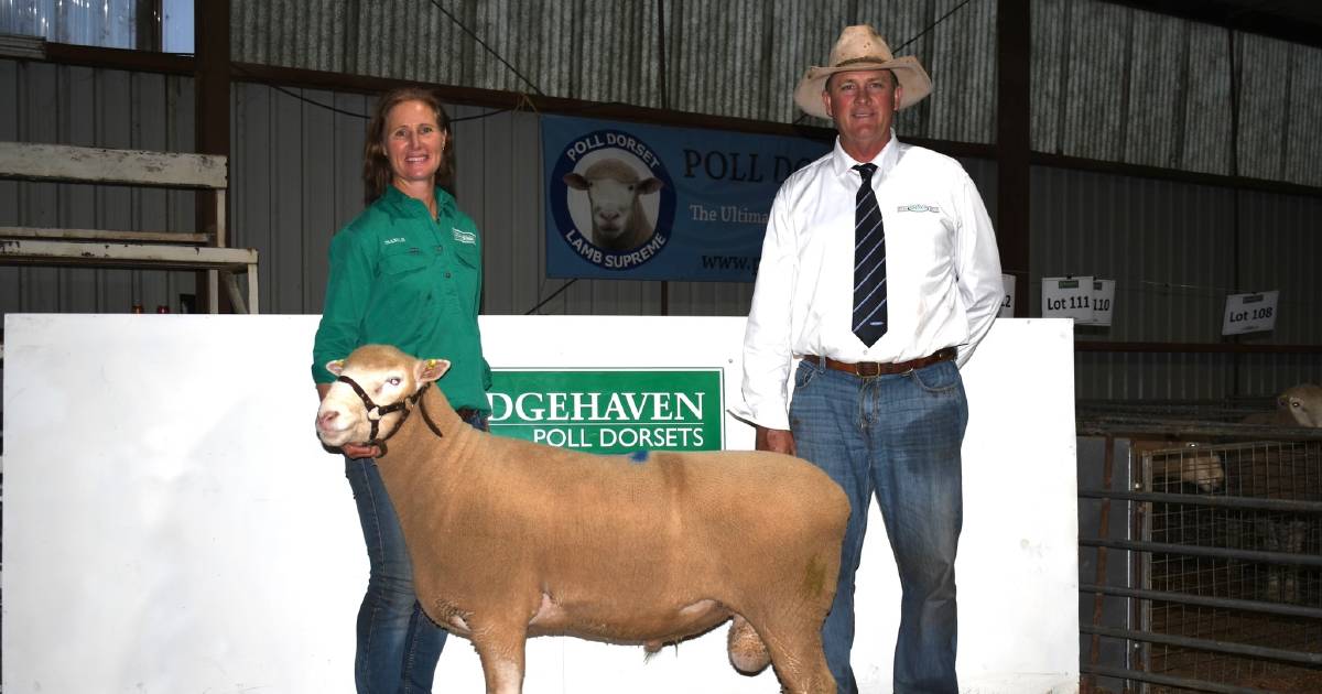 Ridgehaven Poll Dorset's best sale to date