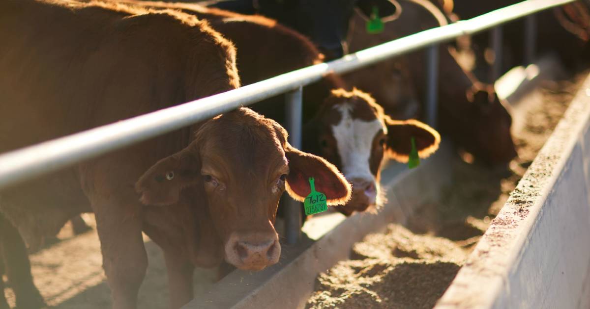 Mort and Co takes the lead to reduce methane emissions from cattle