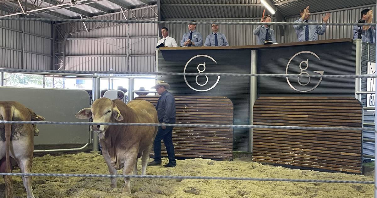 UPDATED: Glenlands break Droughtmaster bull breed record