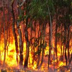 Carcoar cattle market lifts another $200