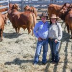 Yarrawonga breaks Santa Gertrudis bull record