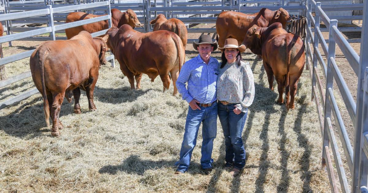 NT buyer largest orders bulk Droughtmaster order