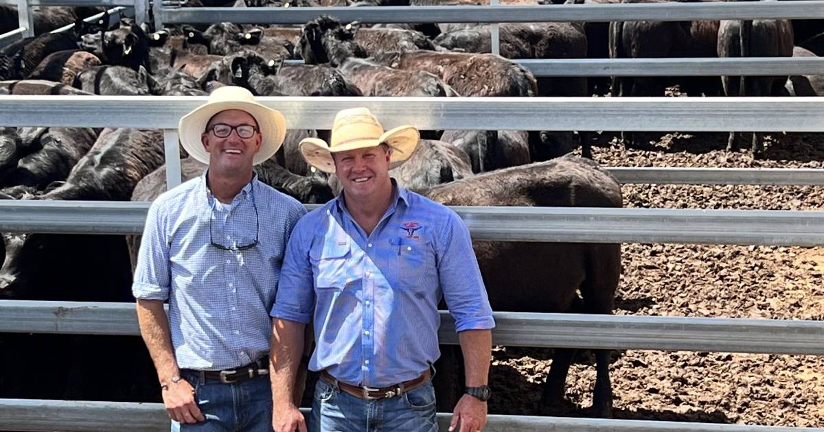 Angus heifers re-write Roma Saleyards record | Queensland Country Life