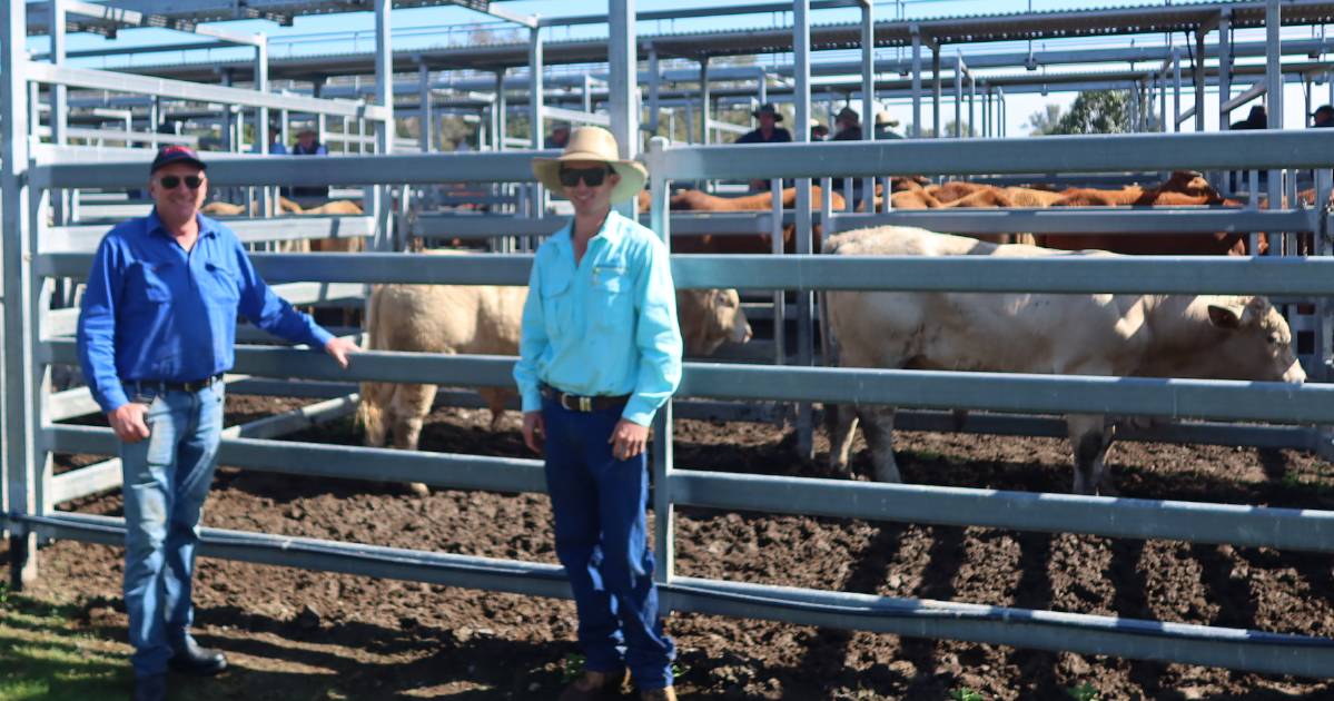 Restocker steers hit $2080 at Beaudesert | Queensland Country Life