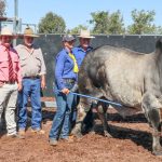 Weaner steers reach 696c at Eidsvold