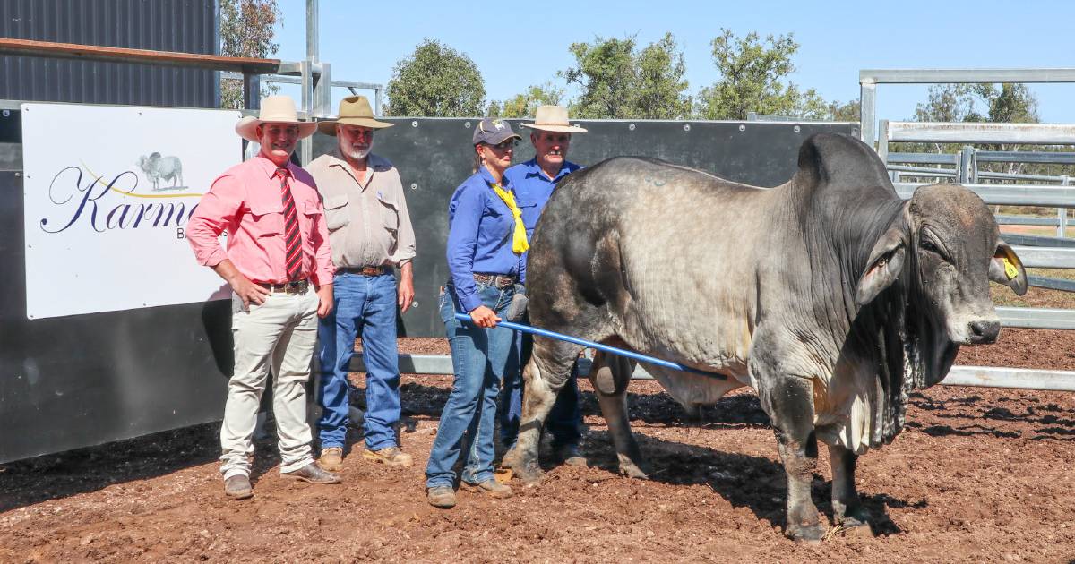 Karmoo Brahmans set new stud-record top price and average