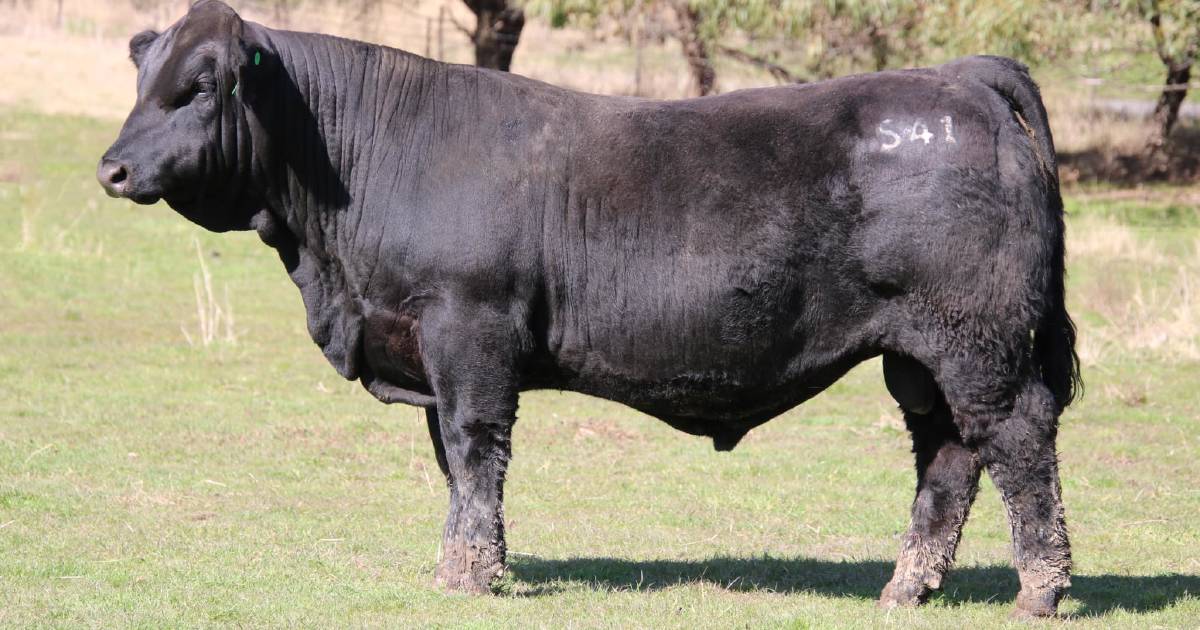 Stud and commercial interest in Valley Creek Simmental genetics