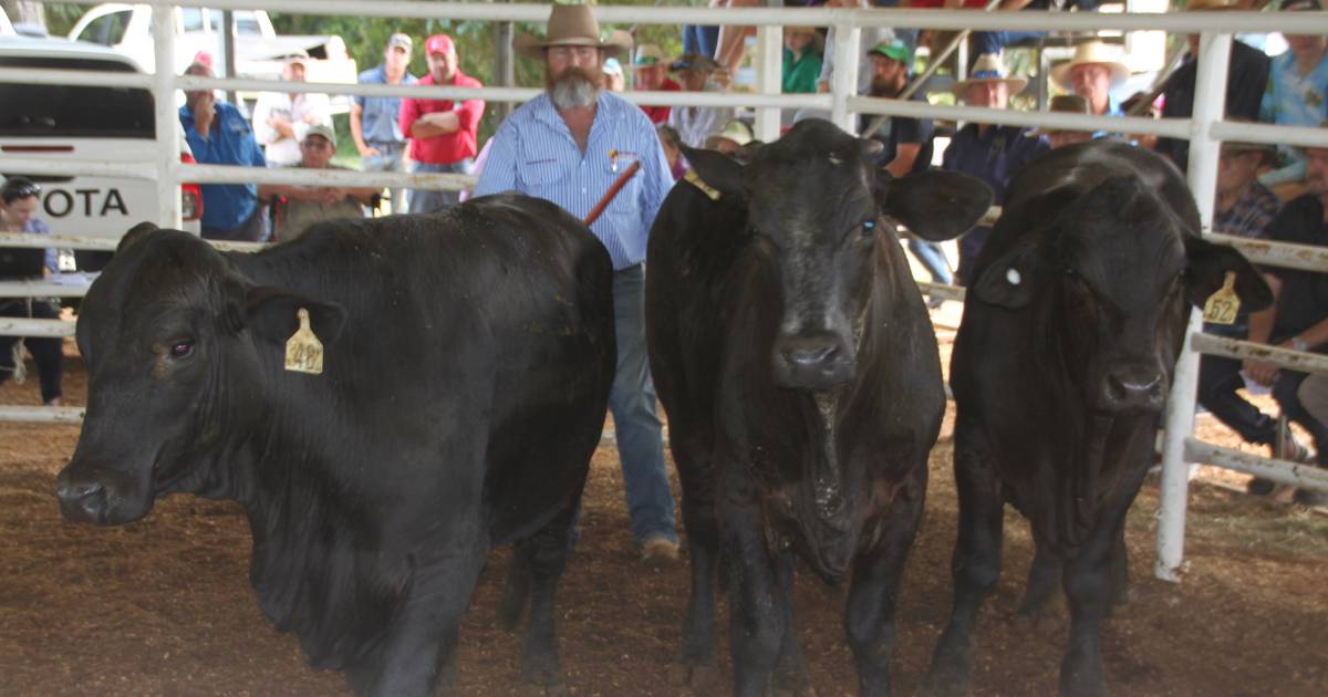 Strong prices seen at Malanda and Innisfail store sales