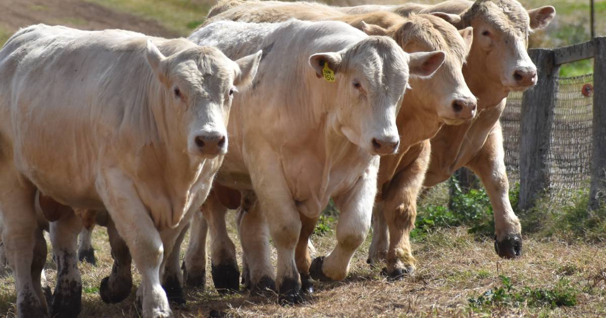 Top Charolais bulls set for CQ