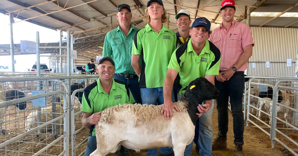 Douwana Dorper ram peaks at $4100 | Farm Weekly