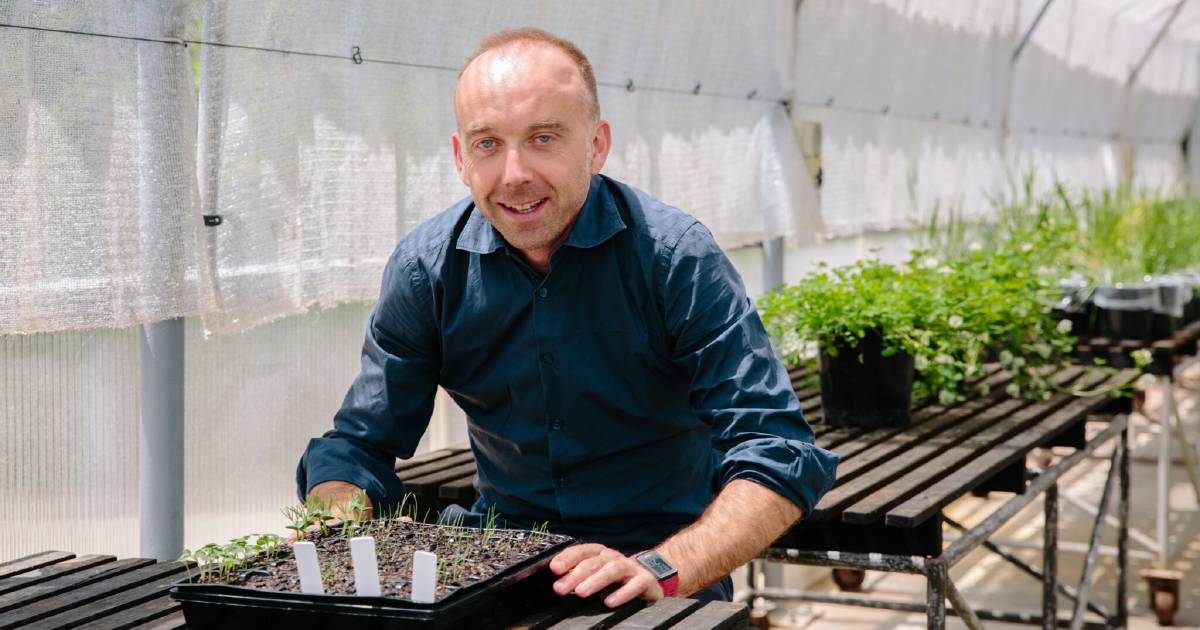 Wild radish resists herbicide treatment