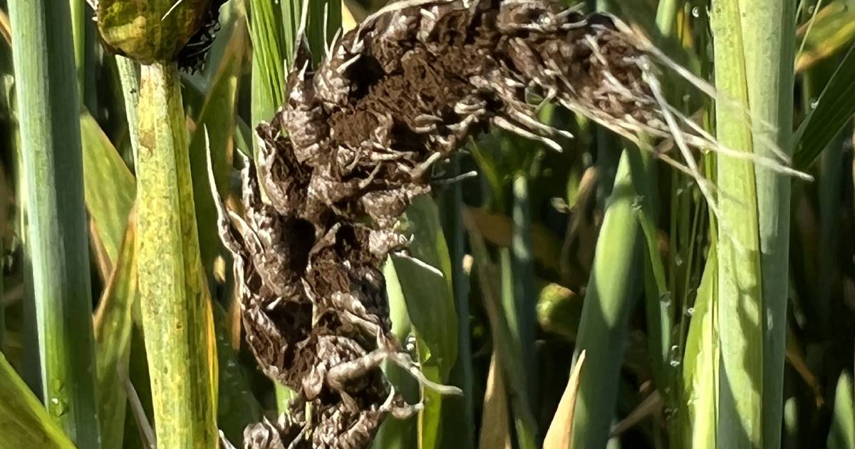 Fungal disease to affect barley yields