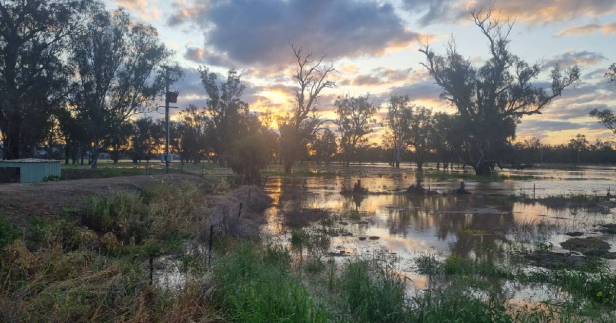 Crops impacted at Gunnedah after major flood