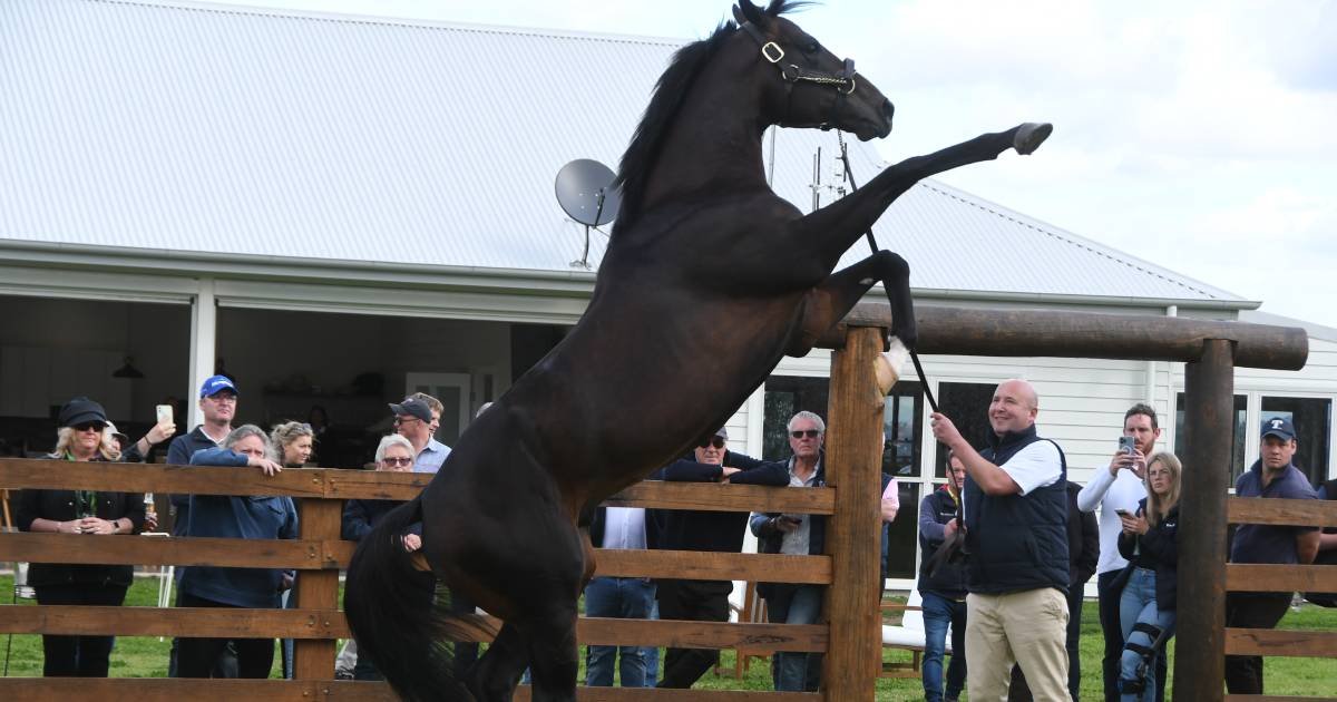 Stallion parades return to the Hunter Valley