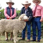 Stud stock sale results soar in Queensland during August | Queensland Country Life