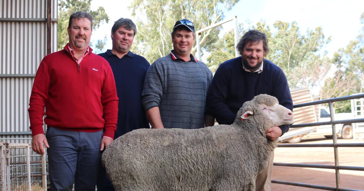 San-Mateo Poll Merino peaks at $5000 | Farm Weekly