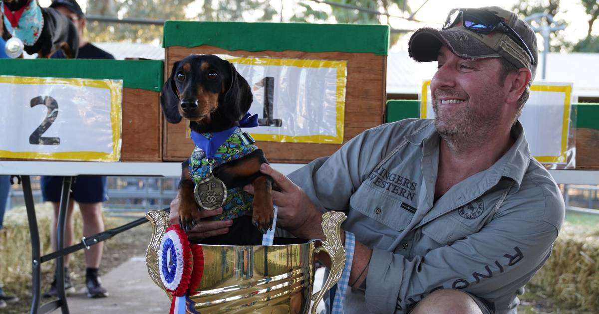 Dozens of doggos descend on Roma for Dachshund Day