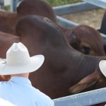 Australian casual harvest positions available in the thousands | Queensland Country Life