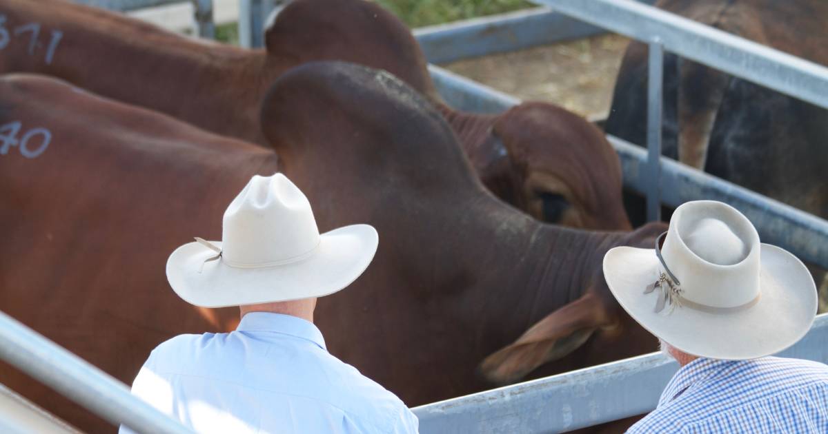 FMD outbreak could leave producers financially stranded due to lack of insurance options | Queensland Country Life