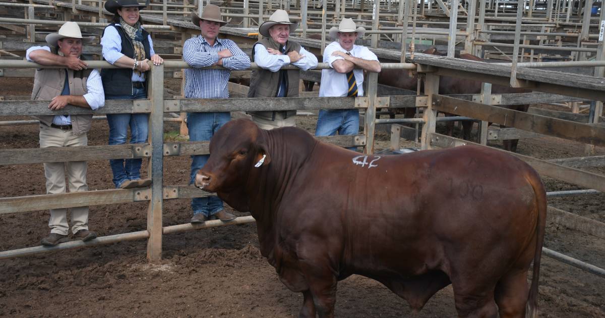 Jandowae siblings top Heartland Santa Gertrudis sale