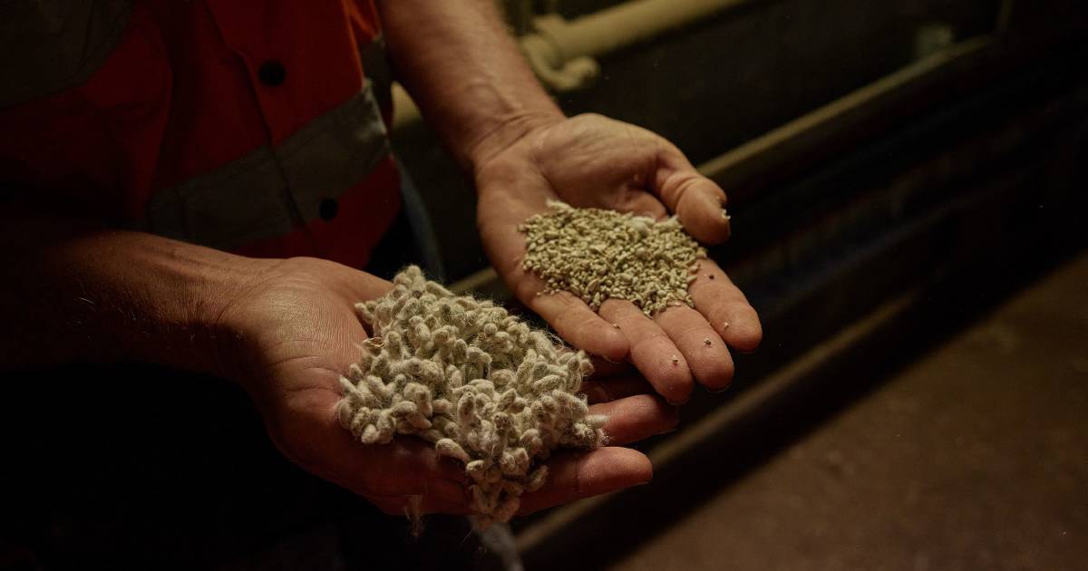 Lotfeeder to fire up $20m cottonseed de-oiling plant