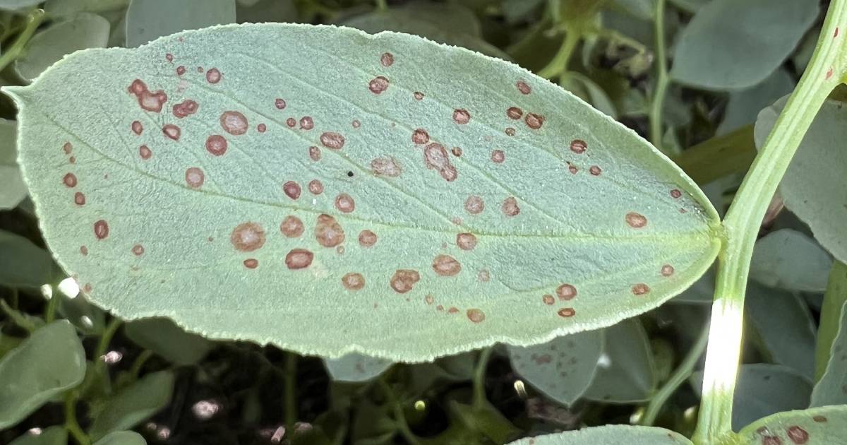 Infections in southern faba crops