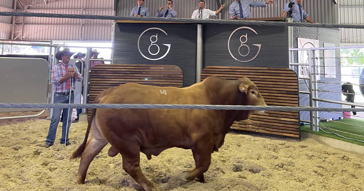 Glenlands equal Droughtmaster bull breed record