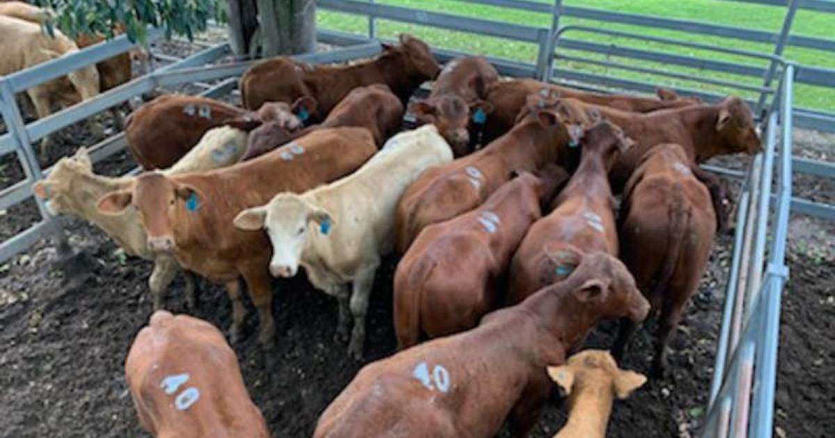 Angus weaner steers sell to $1890 at Toogoolawah | Queensland Country Life