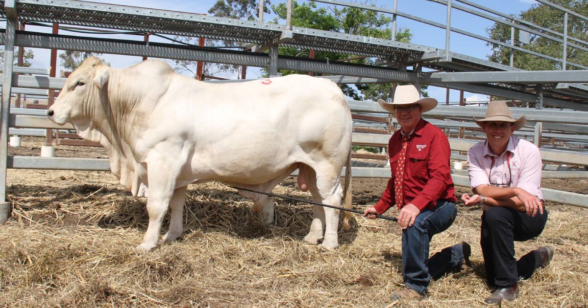 Whitaker Beef bull sale sees statewide attention from large buying panel | Queensland Country Life