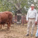 New Red Angus record at Hicks Beef